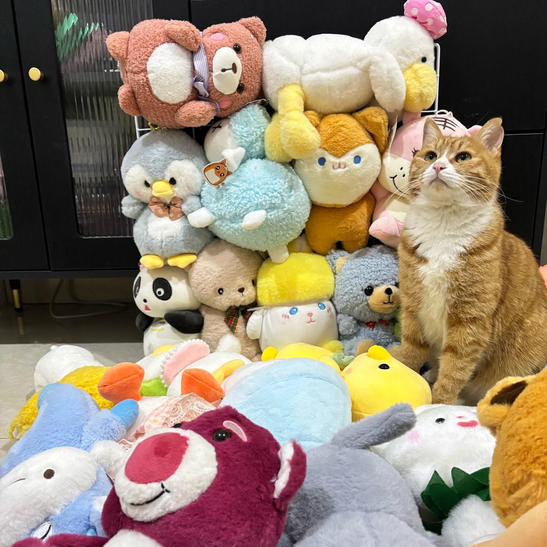 喵喵大队指挥官