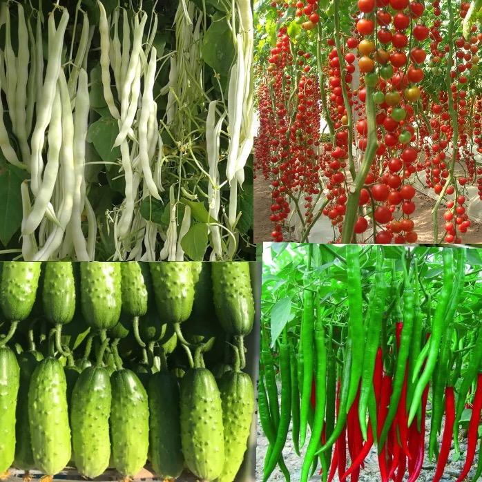 蔬菜水果种子