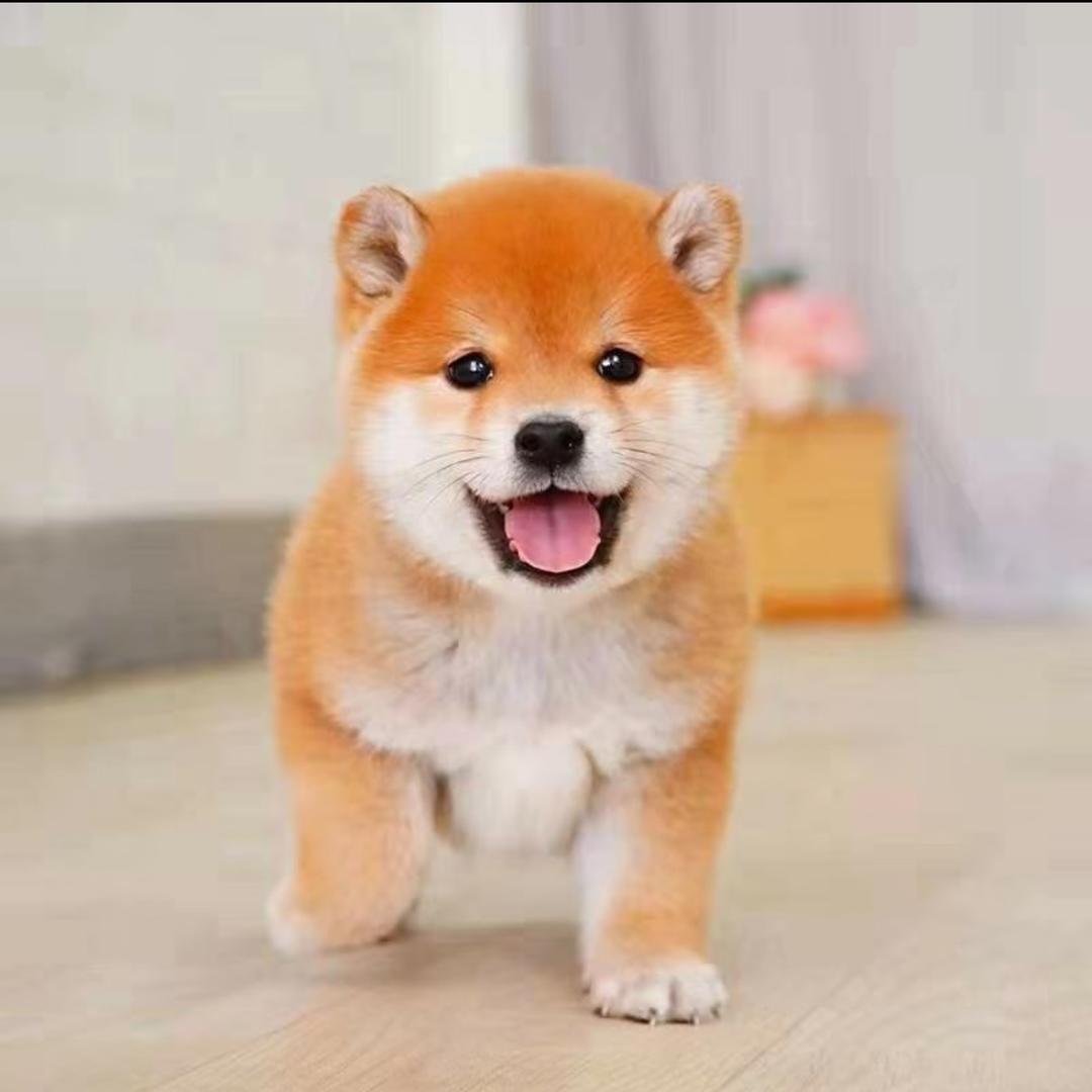 三只小柴
