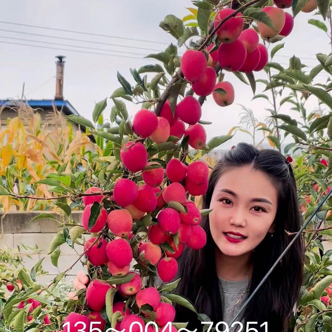 绿美霖果树苗木专营店小爽苗木