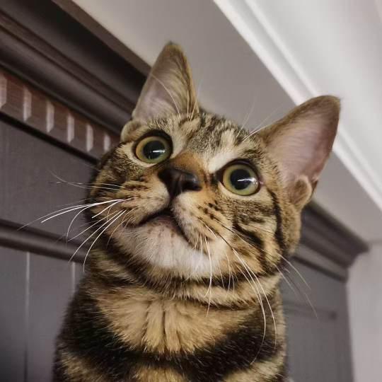 重生之杭州当猫记