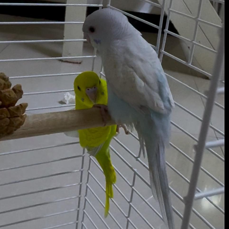 小肥鸡