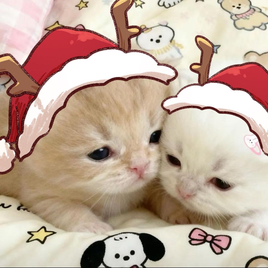 最爱吃可乐鸡翅