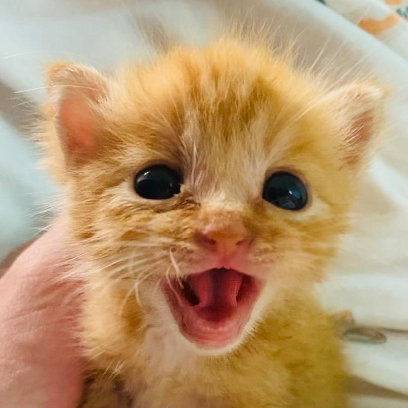 豆豆是只哈基米