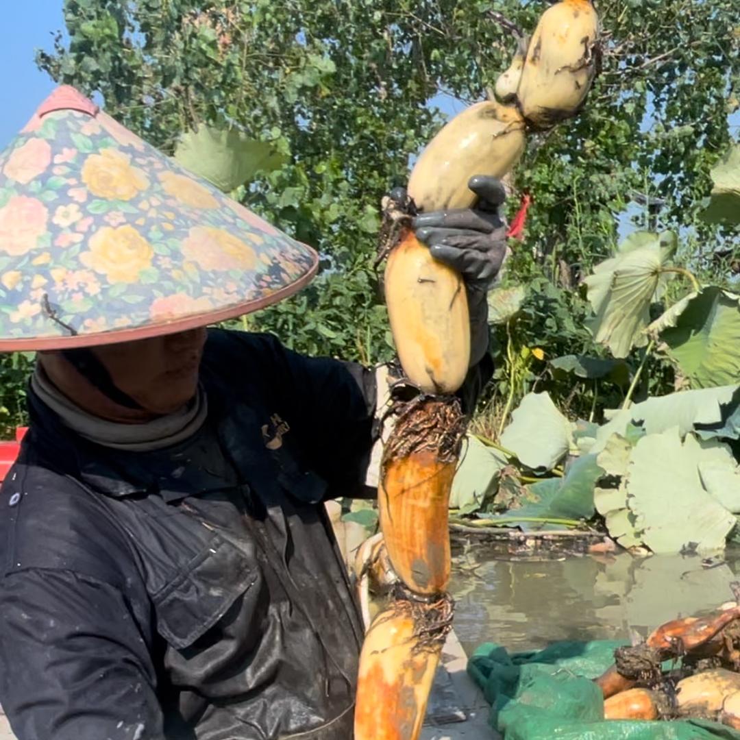 楚乡筱筱荷生鲜果蔬