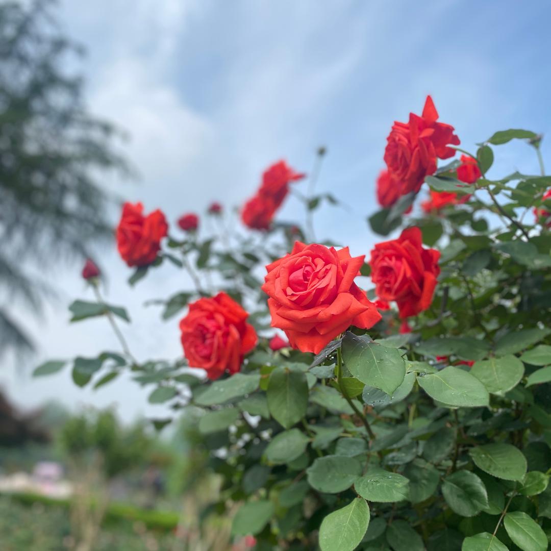 且行且珍惜