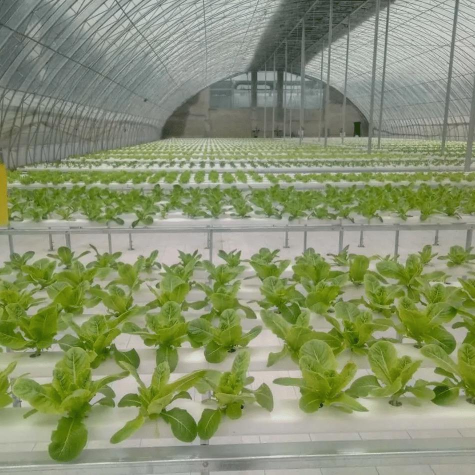 水培研究院