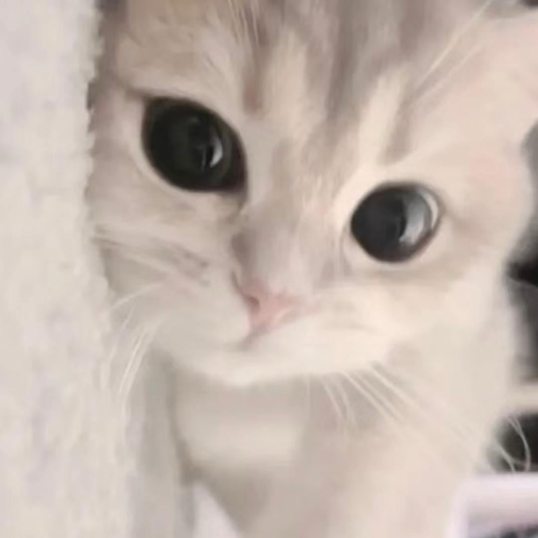 黑心小王八