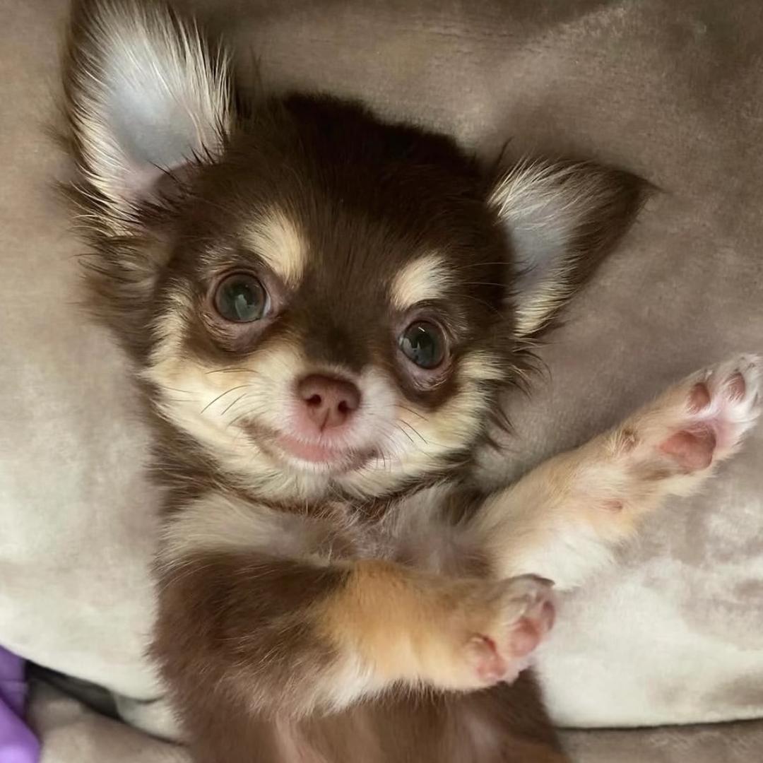 杀生热狗