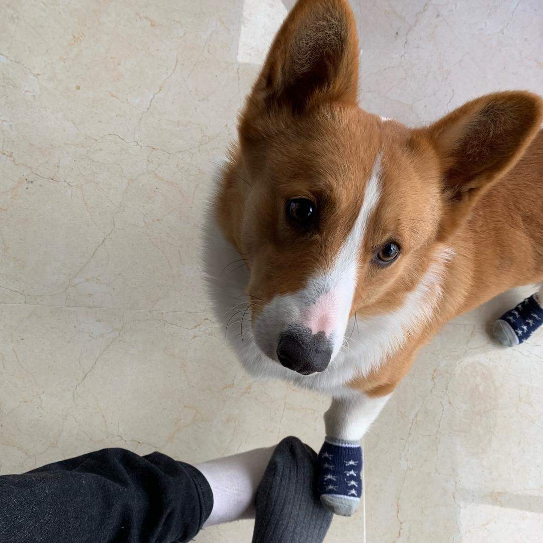 剁手     小🐎