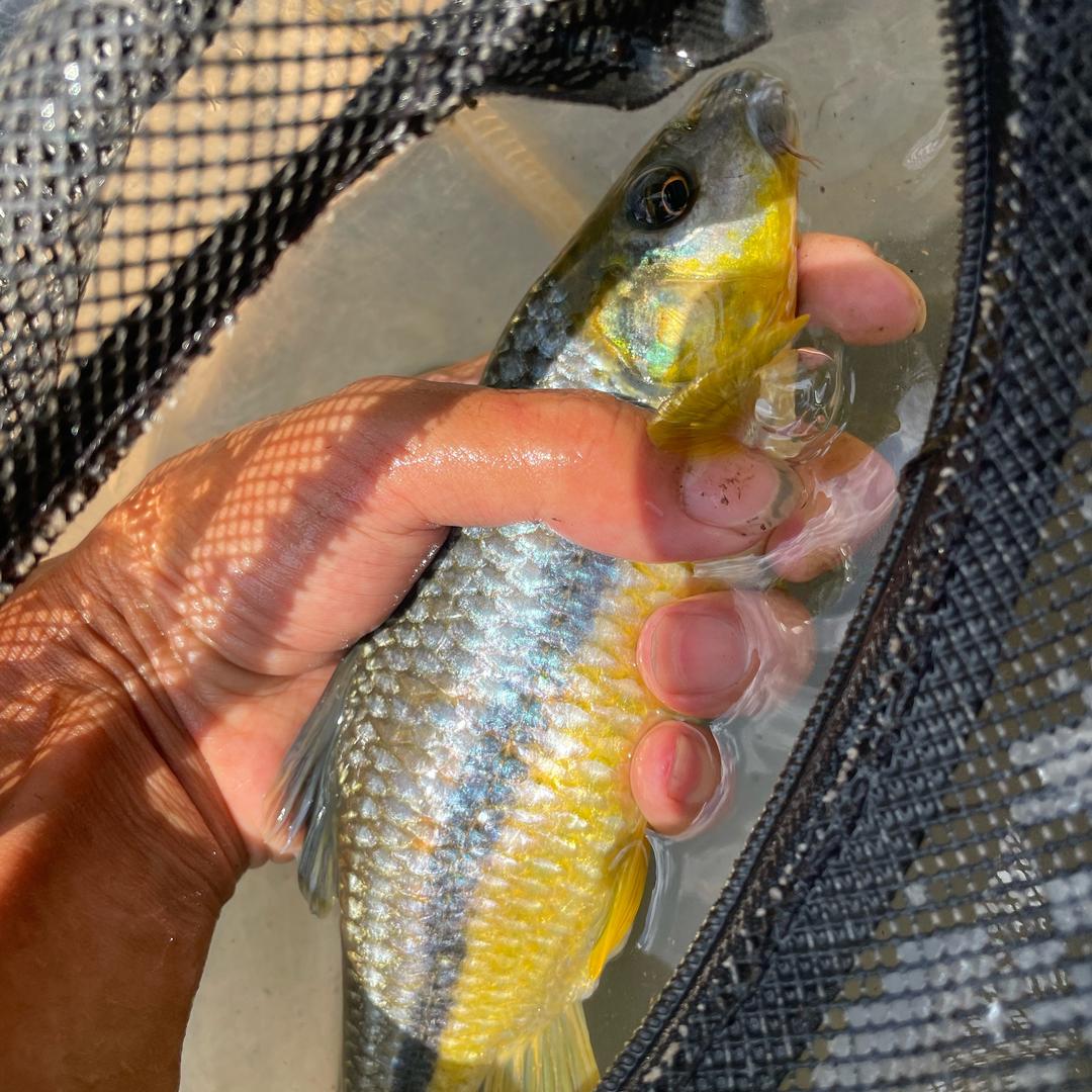 溪流钓🎣华