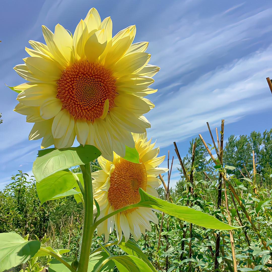 奶茶给我喝一口