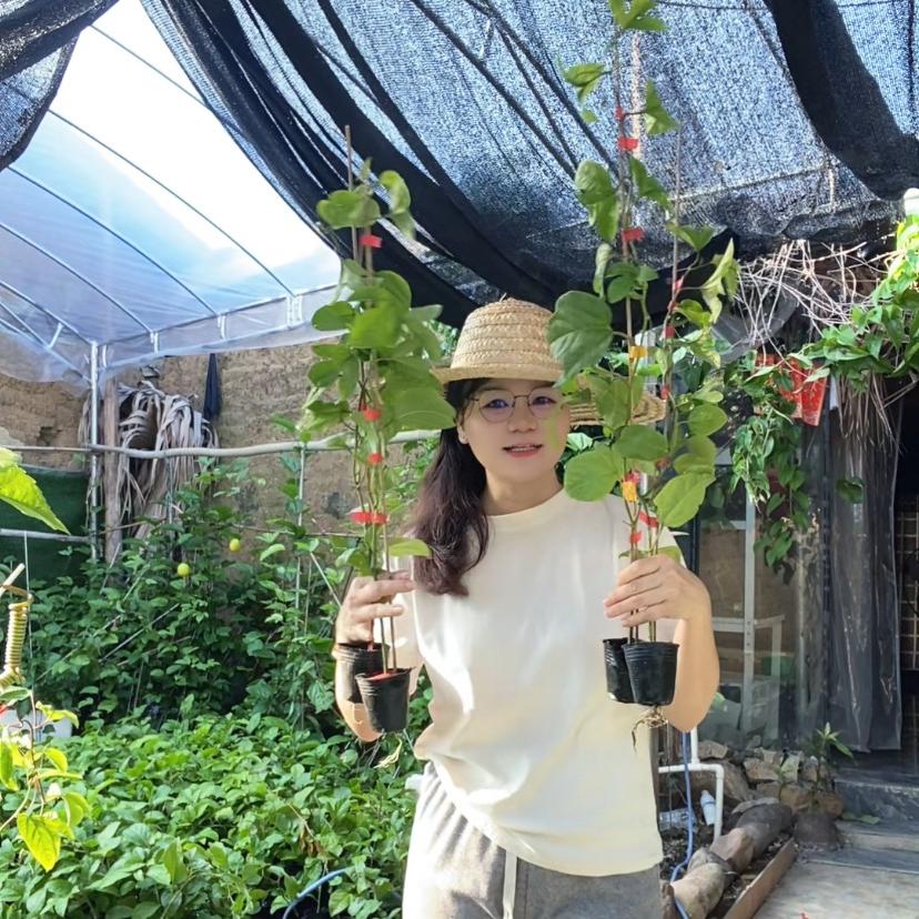 蜜企味翠莲园艺专卖店