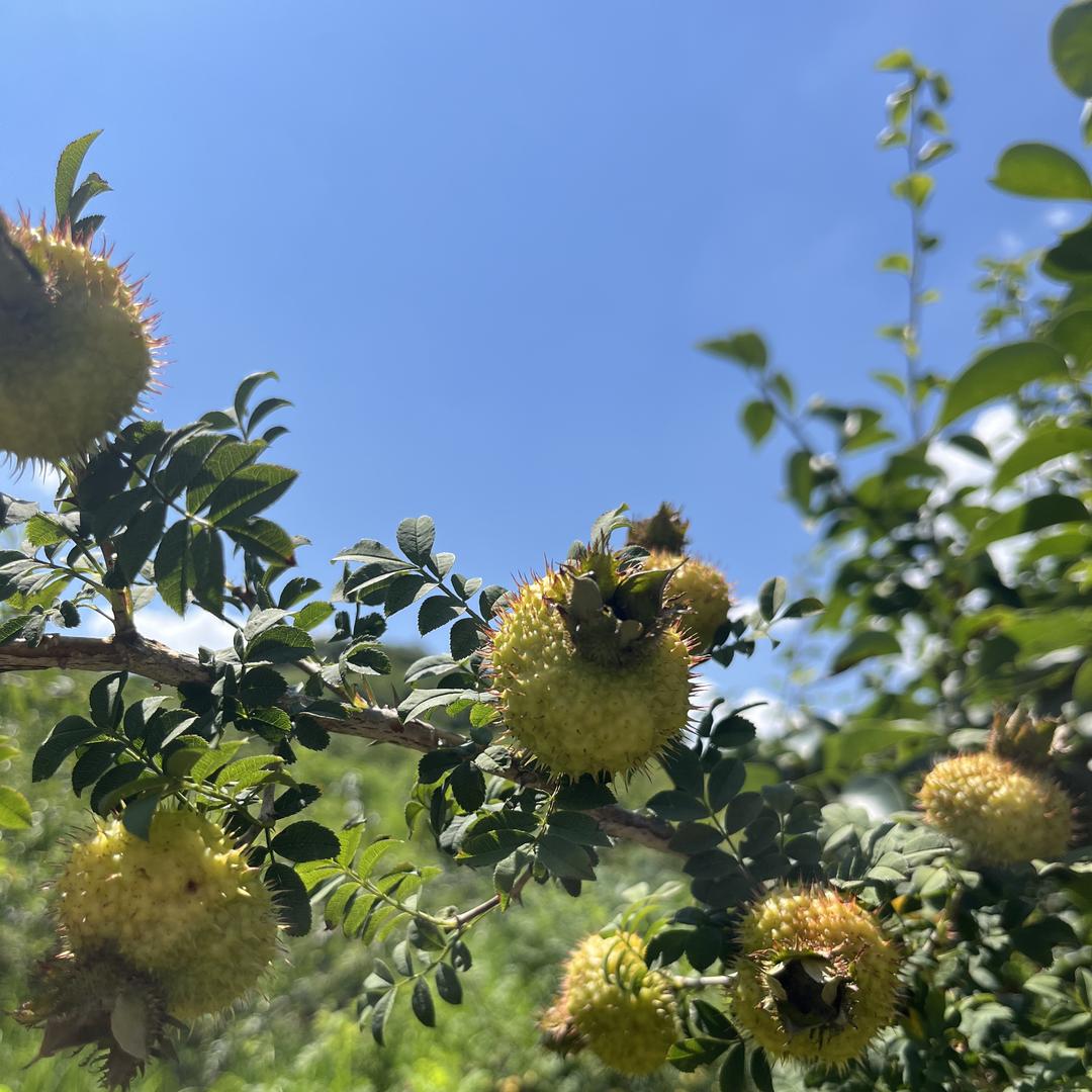 贵州黔农刺梨干