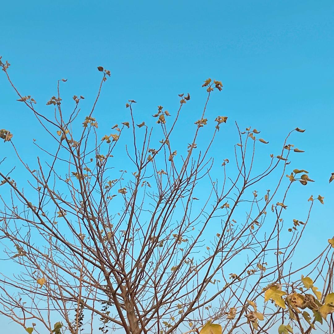 中远房产 | 孙悟空
