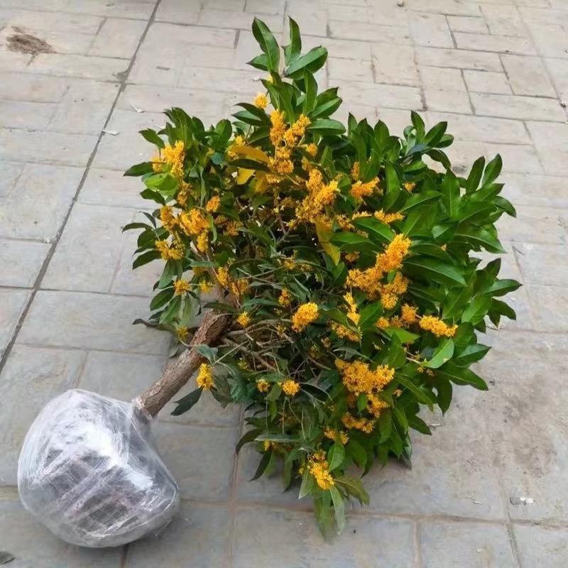 木木的桂花园