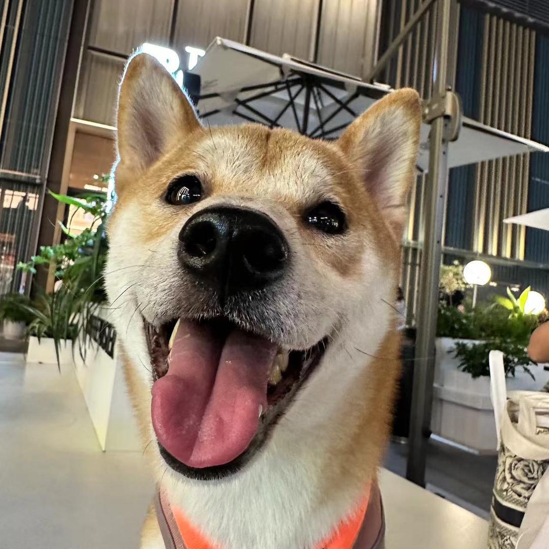 比比是个小可爱