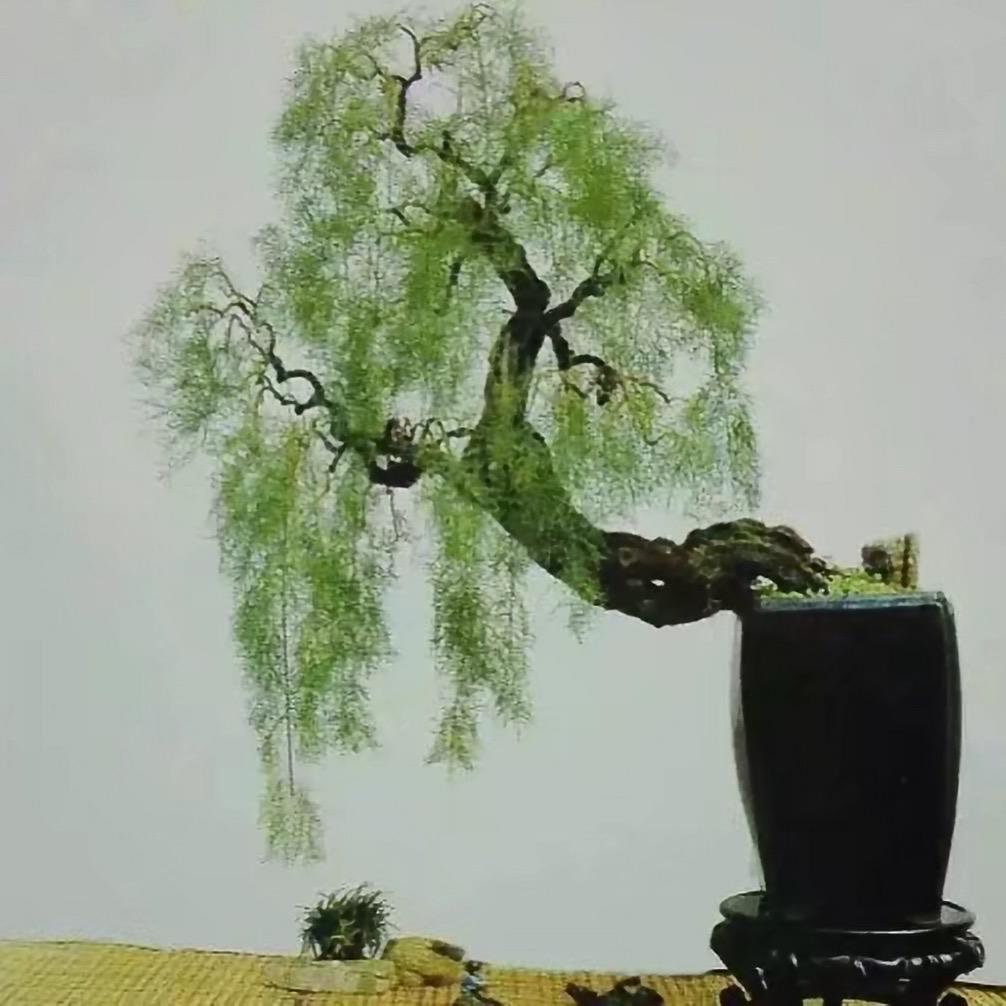 王小军盆景