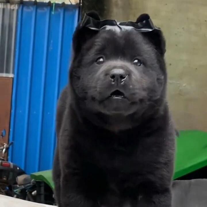 一只小五黑犬