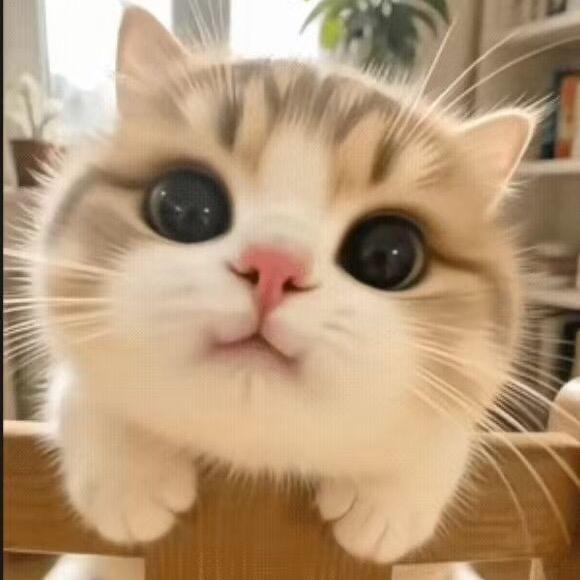 晓峰dnfm(屠龙勇士)