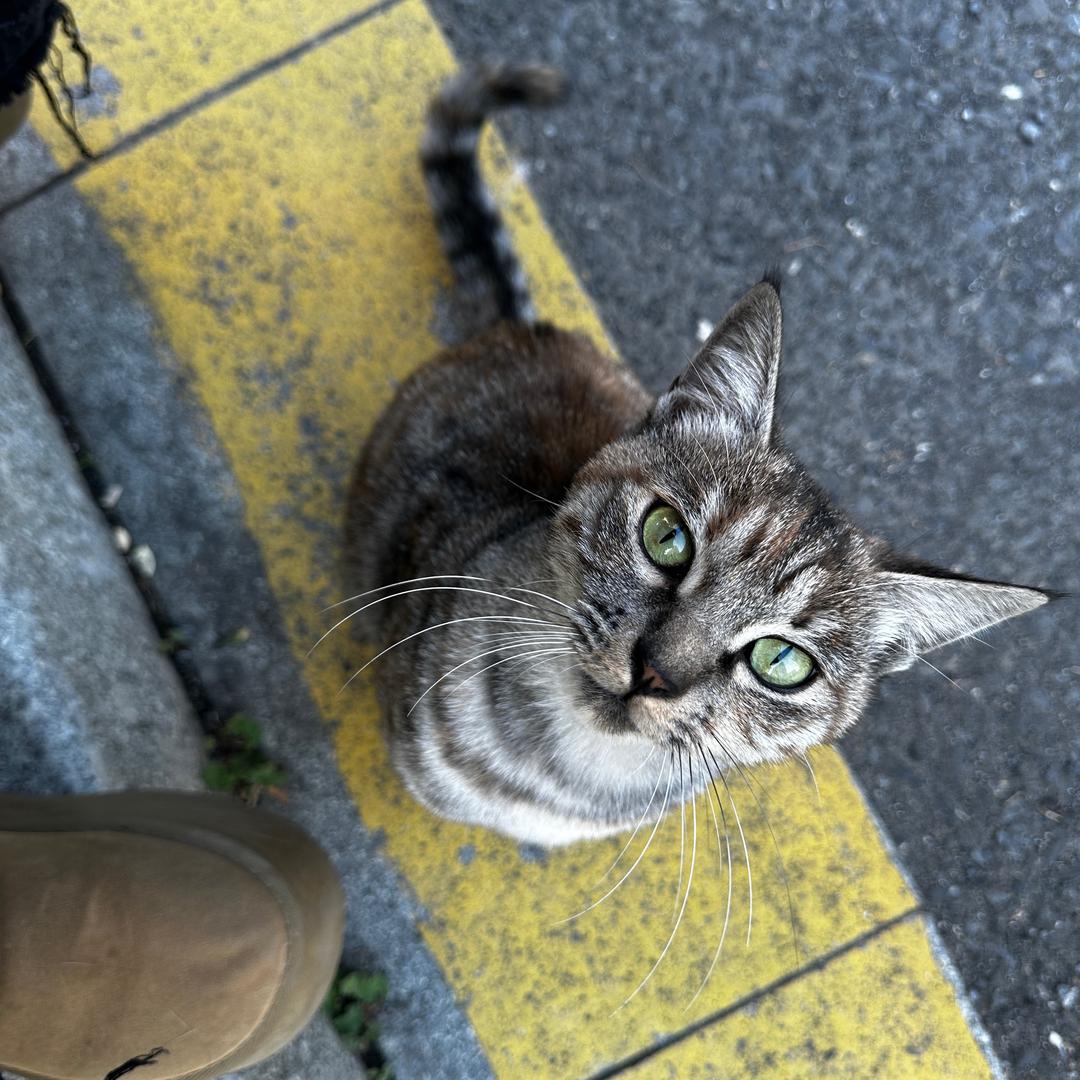 油炸鸡米花