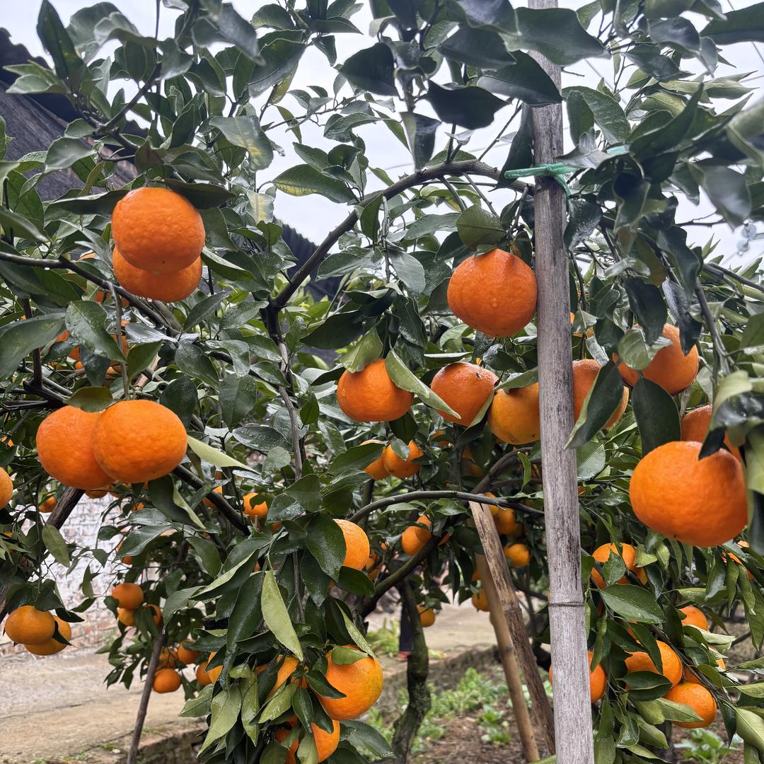 植果缘健桐渡果树苗木专卖店