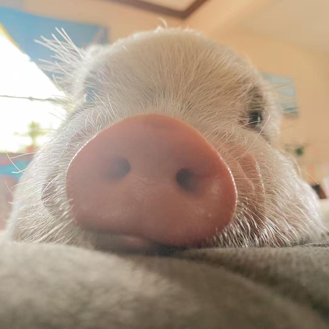 KK是只猪🐷
