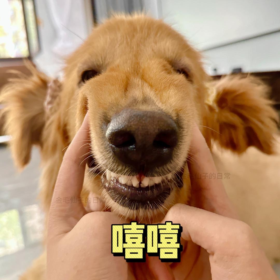 金毛仙子的日常