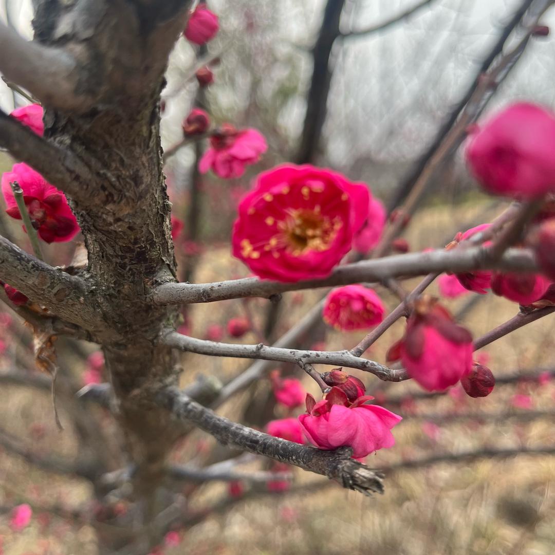 愿我所愿