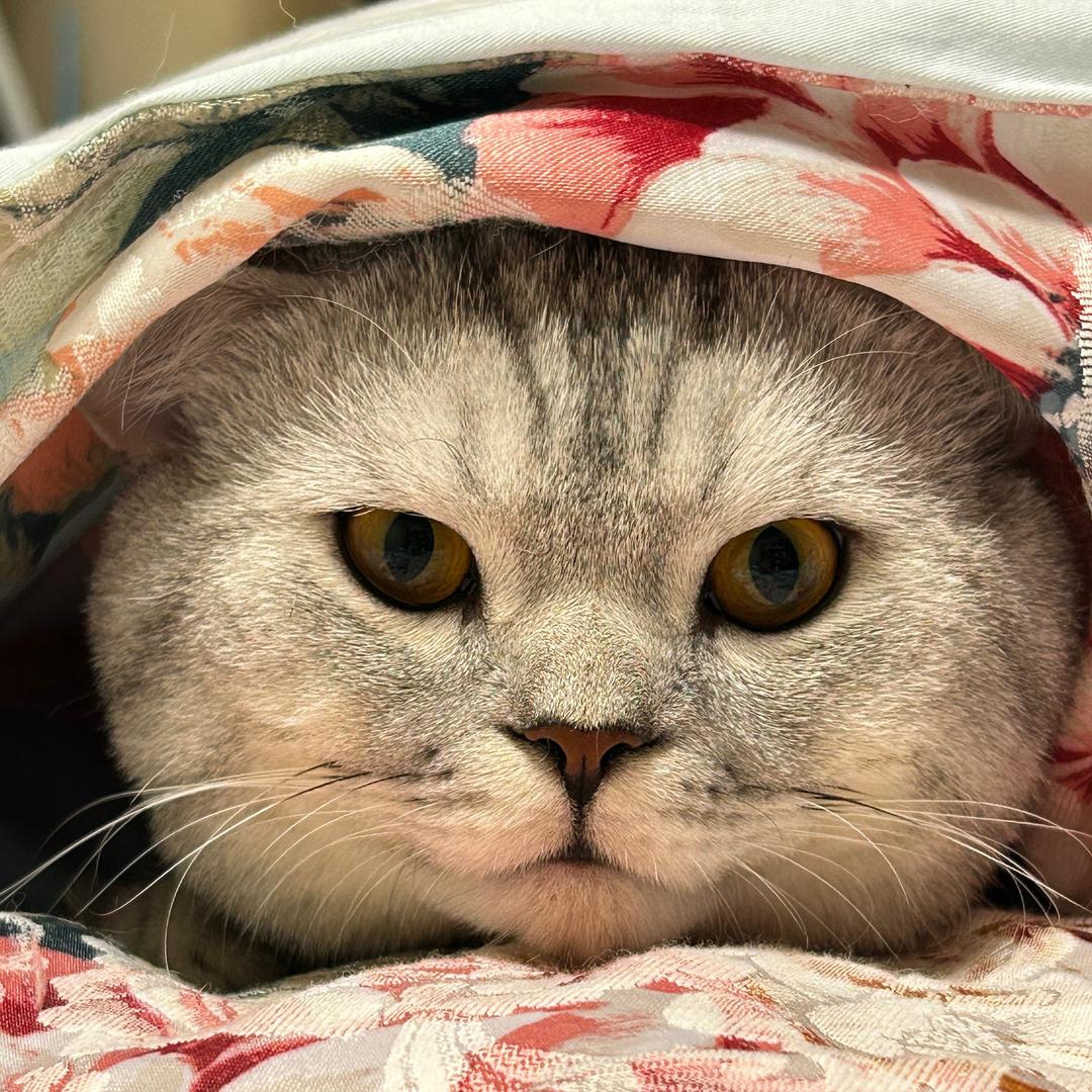 来财是只猫