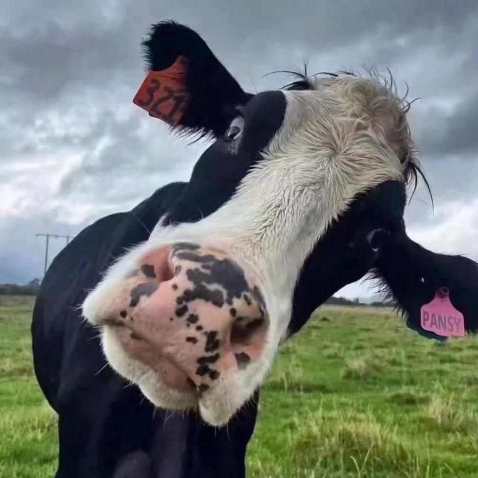 小李严选好物分享