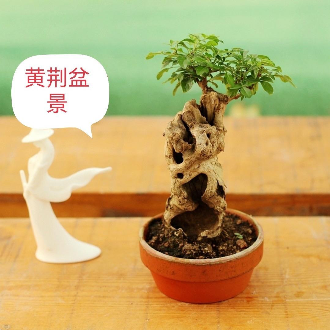 松阳县高老桩绿植馆盆景