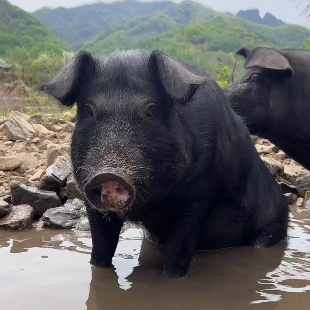 大山里的黑猪