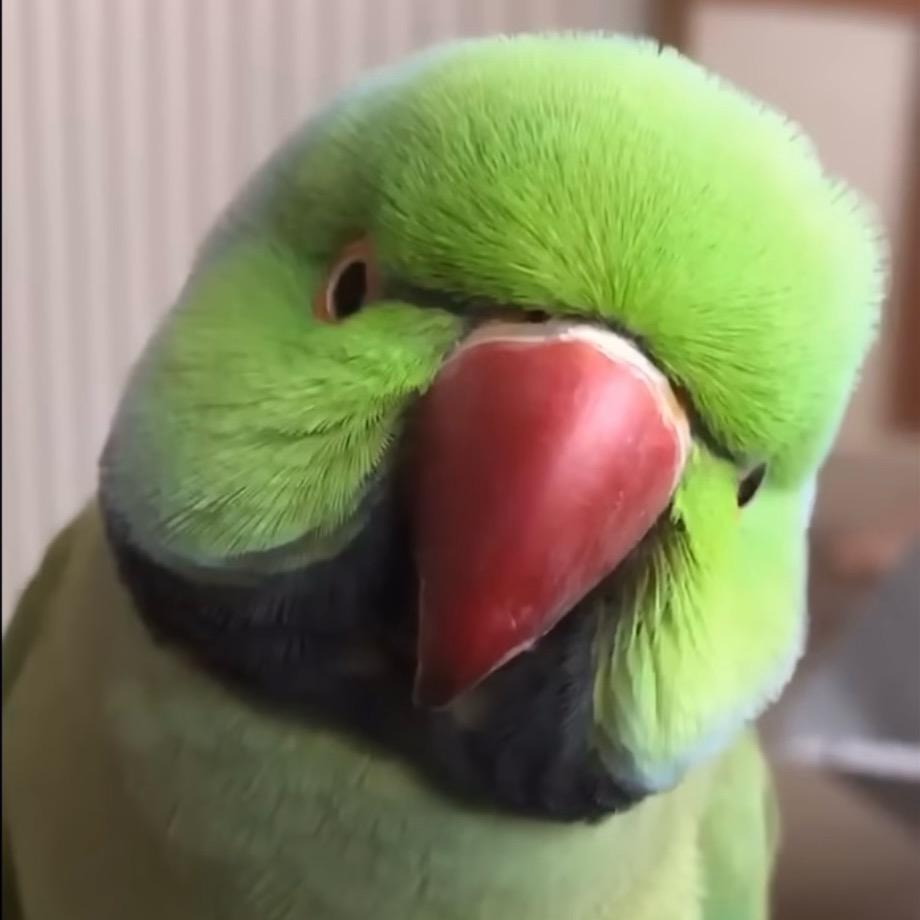 四川“鹉夫”🦜