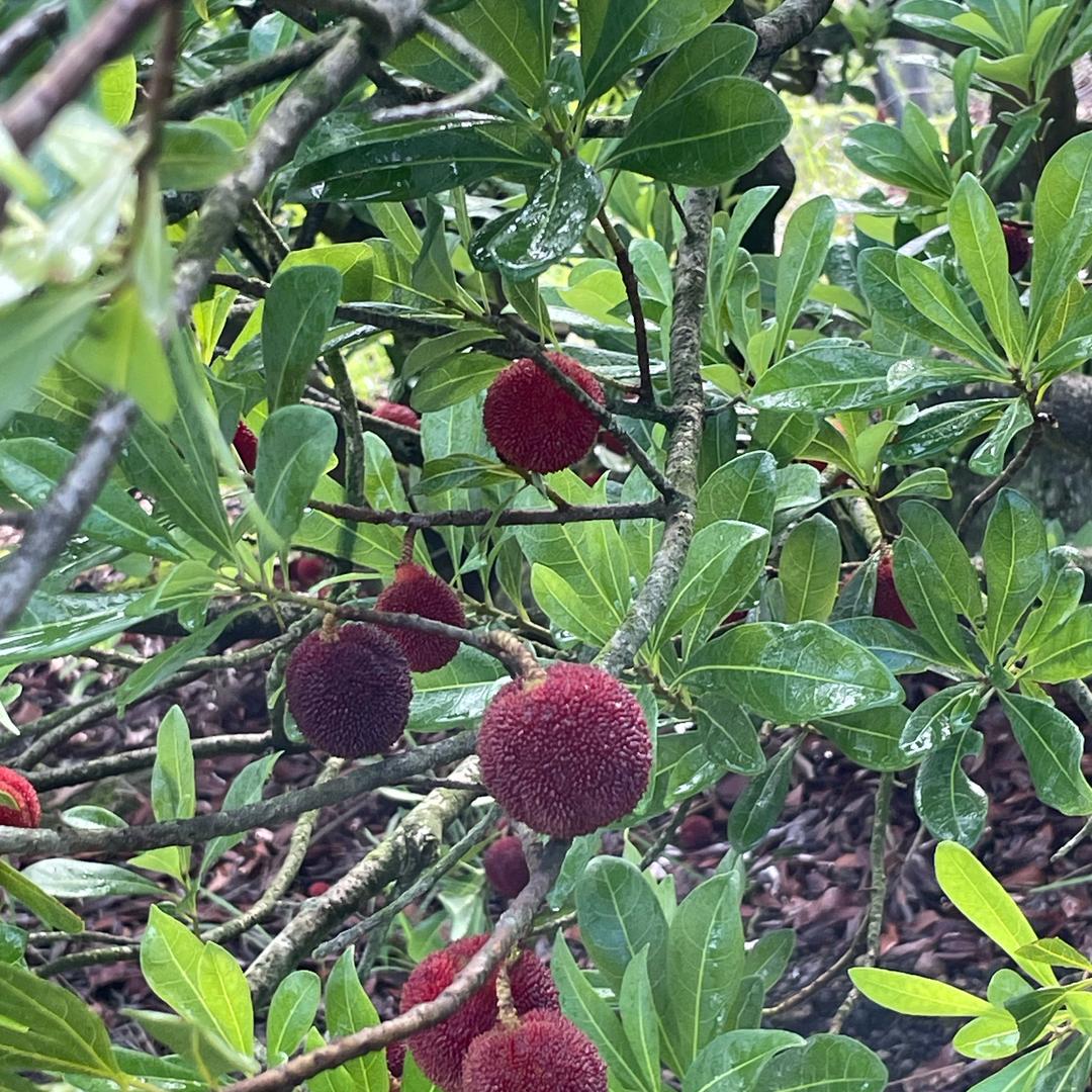 快乐时光🌹🌹