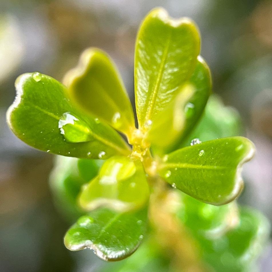 南山雄记凤米黄杨