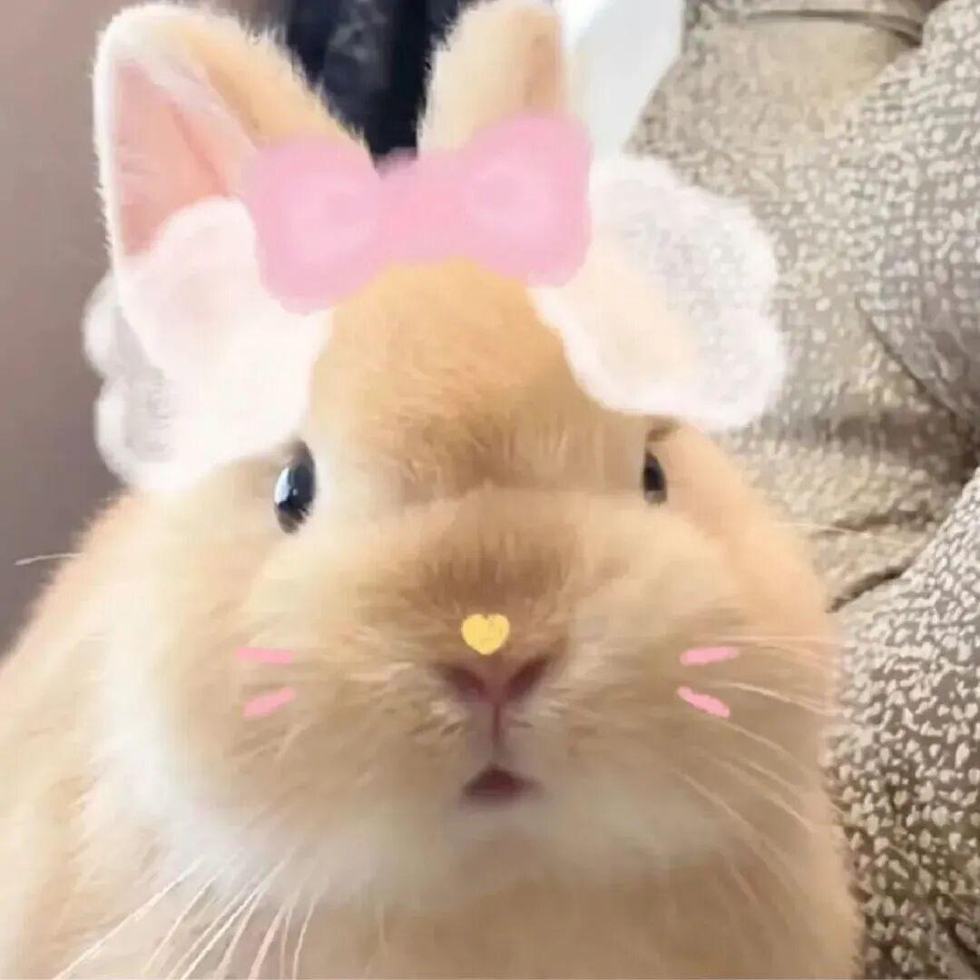 ໒꒰ྀི∩˃ ᵕ ˂∩꒱ྀི১