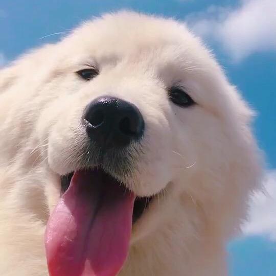 不会王炸的小张