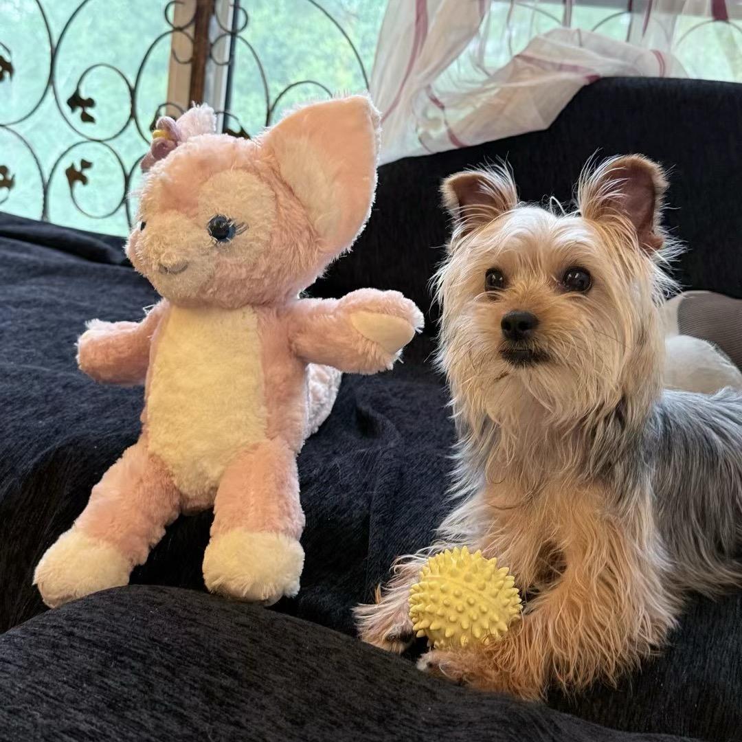 心比棉花都软的男人