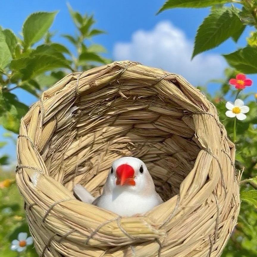 大晗晗特色珍珠鸟