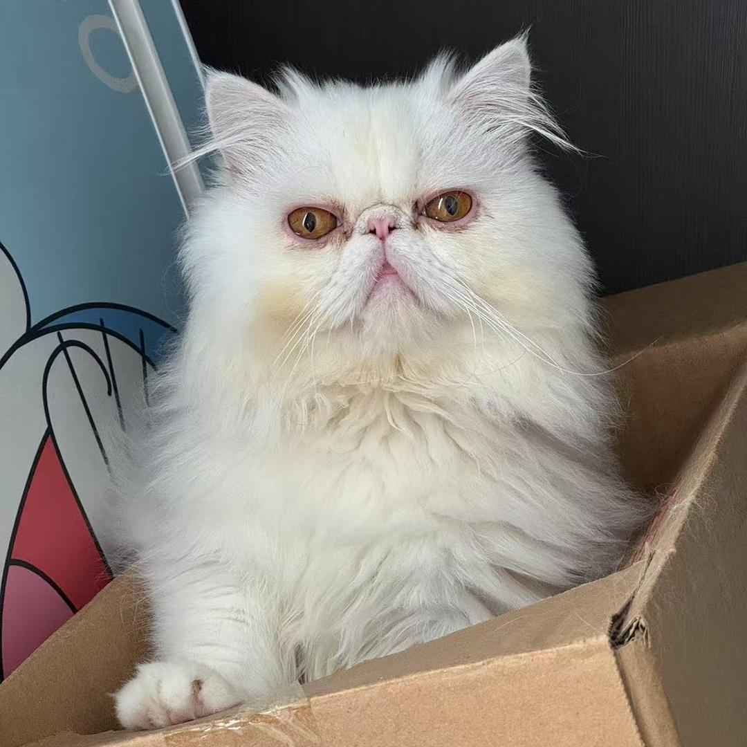 小朦朦