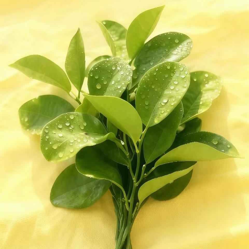 巧若芳百货（好物分享）