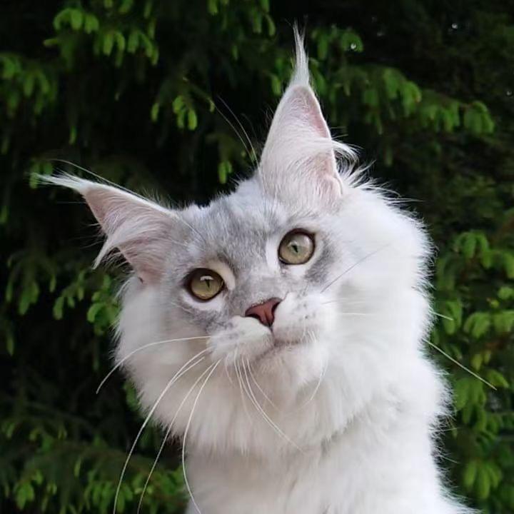 二胖淘猫
