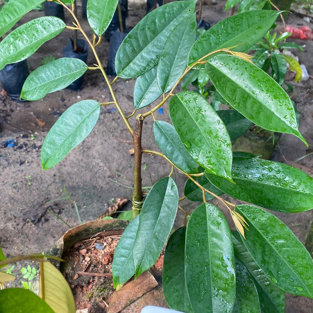 电白区麻岗镇威宏苗圃果场