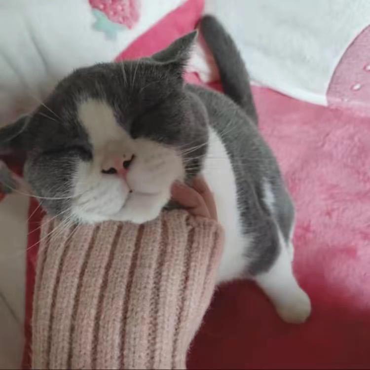 今晚打脑虎