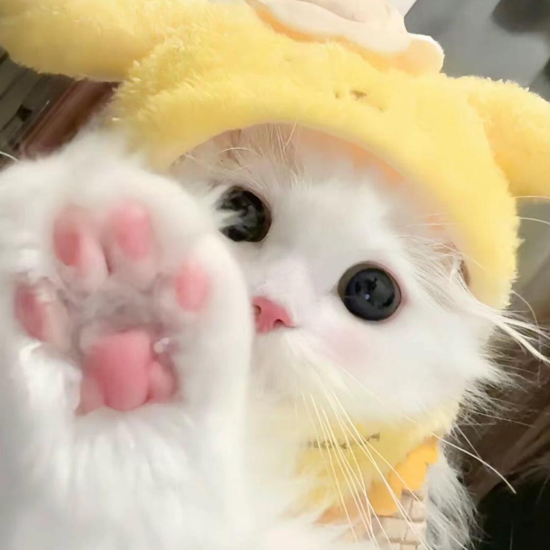 拿铁小猫