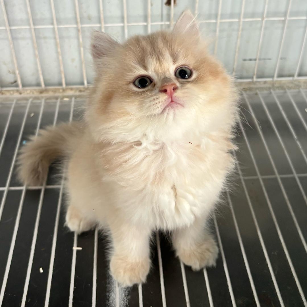 八嘎猫～