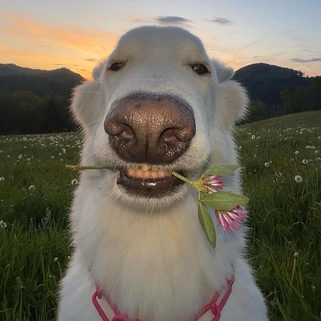 NmmY