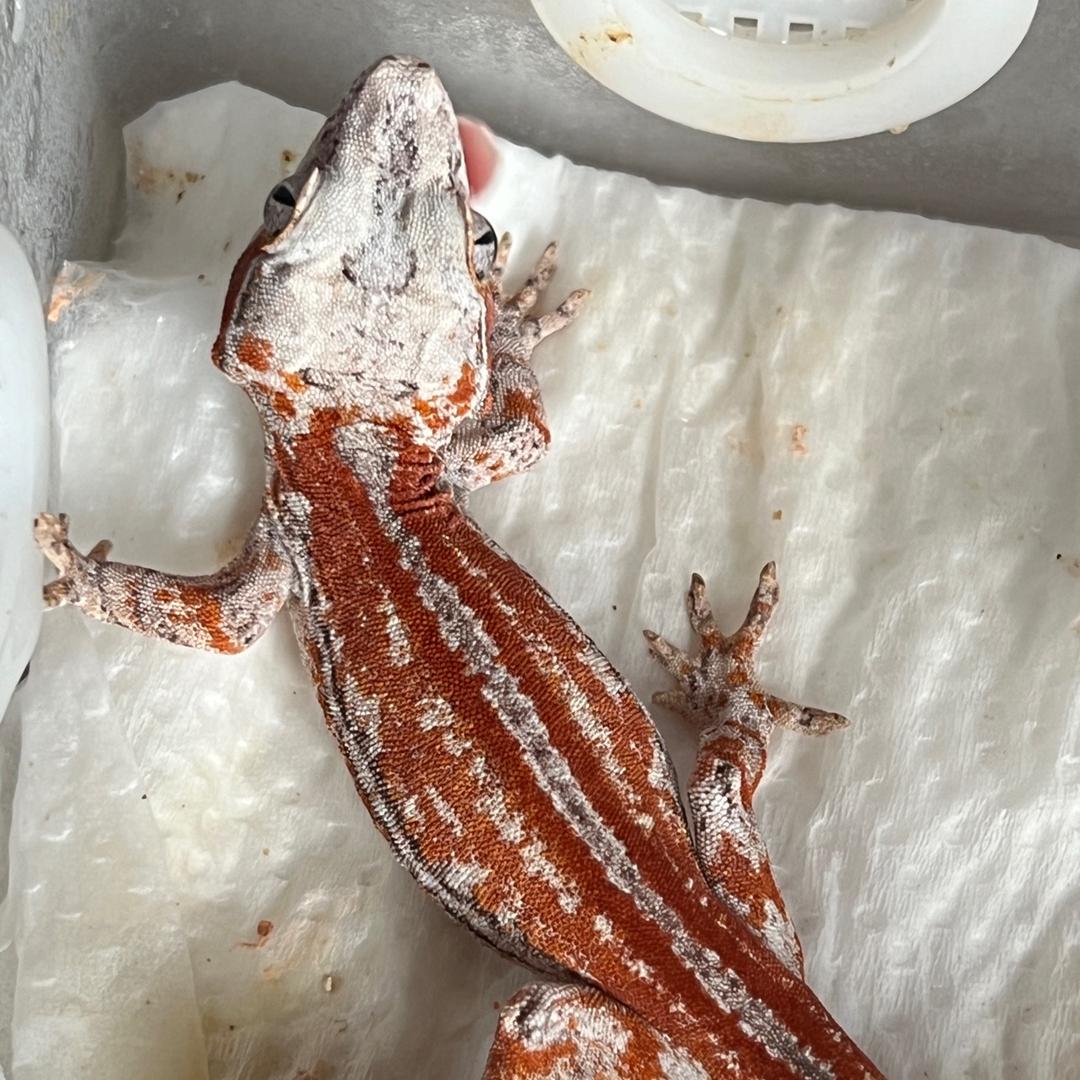 前轱辘不转后轱辘转