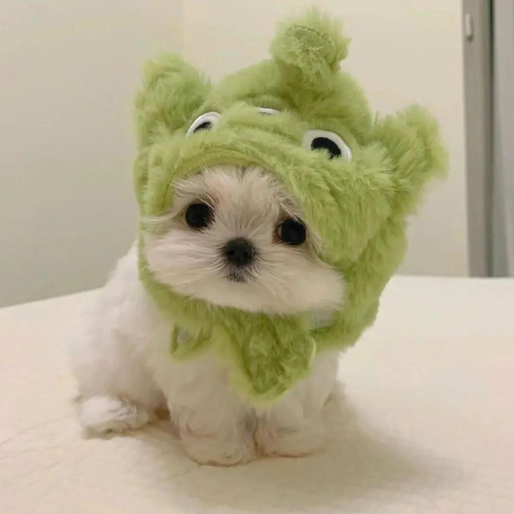 猪瑞子